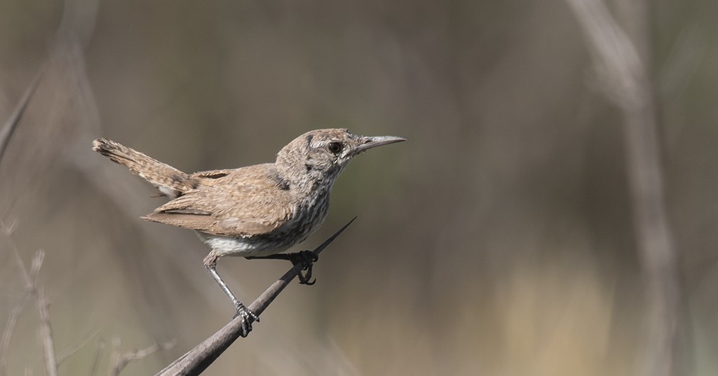 Rock Wren - ML621575794