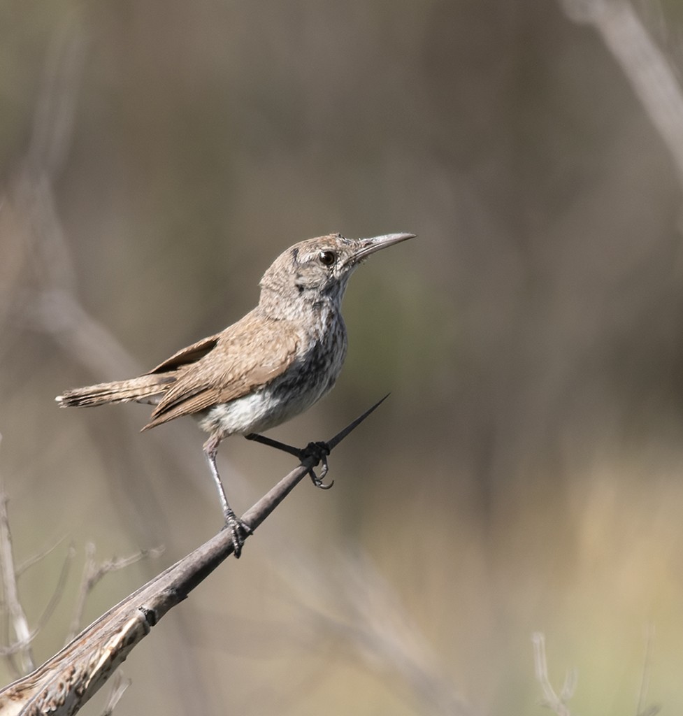 Rock Wren - ML621575795