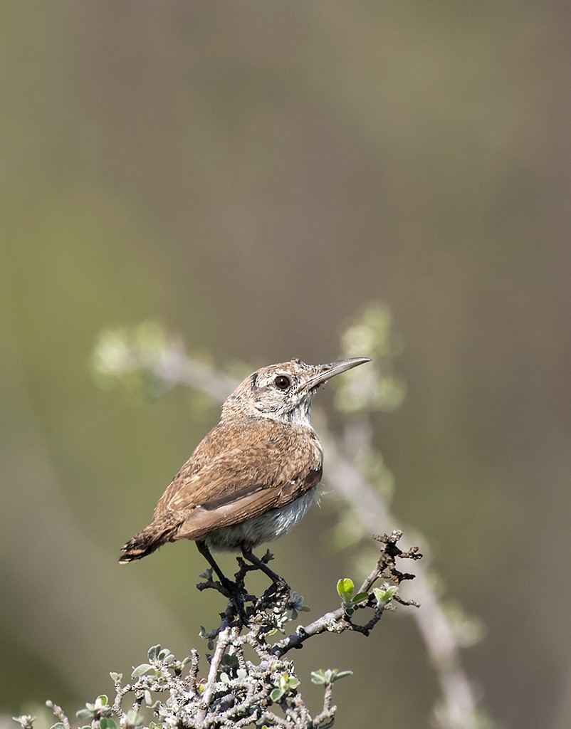 Rock Wren - ML621575796