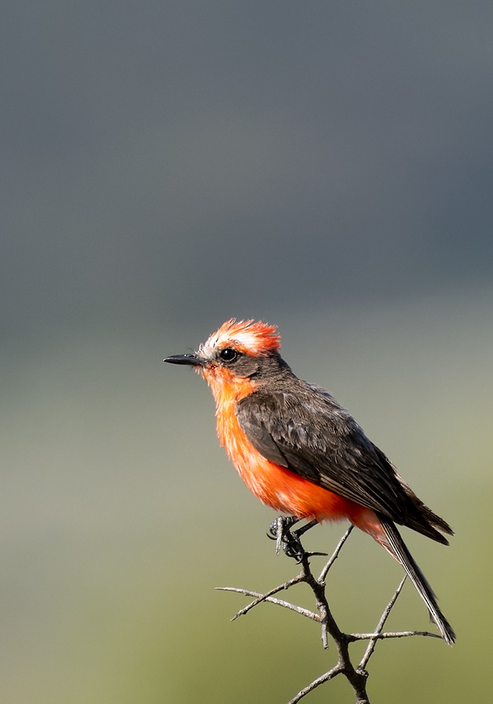 Vermilion Flycatcher (Northern) - ML621575800