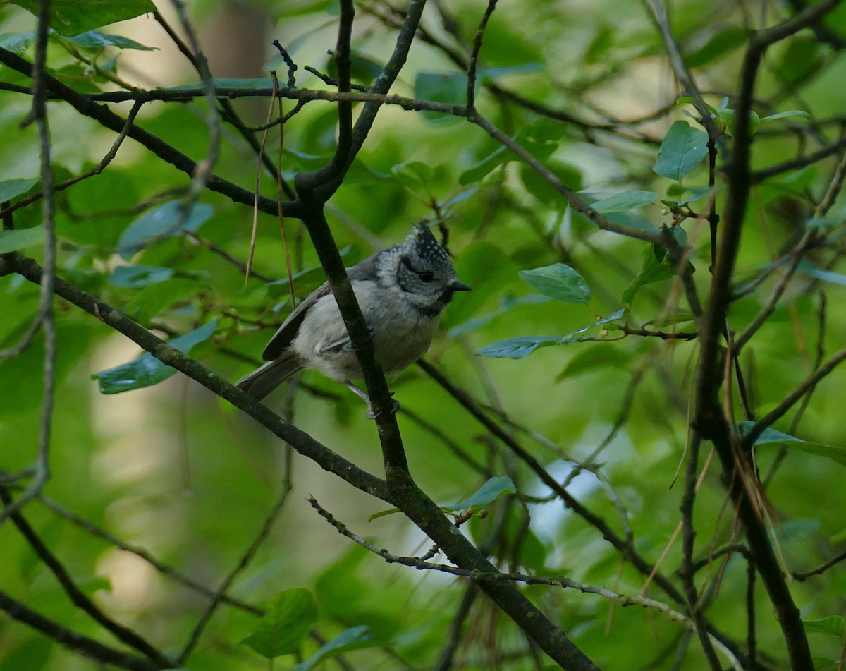 Crested Tit - ML621575835