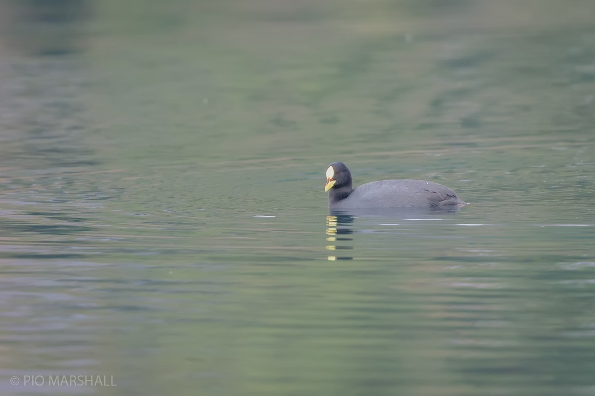 Red-gartered Coot - ML621575842