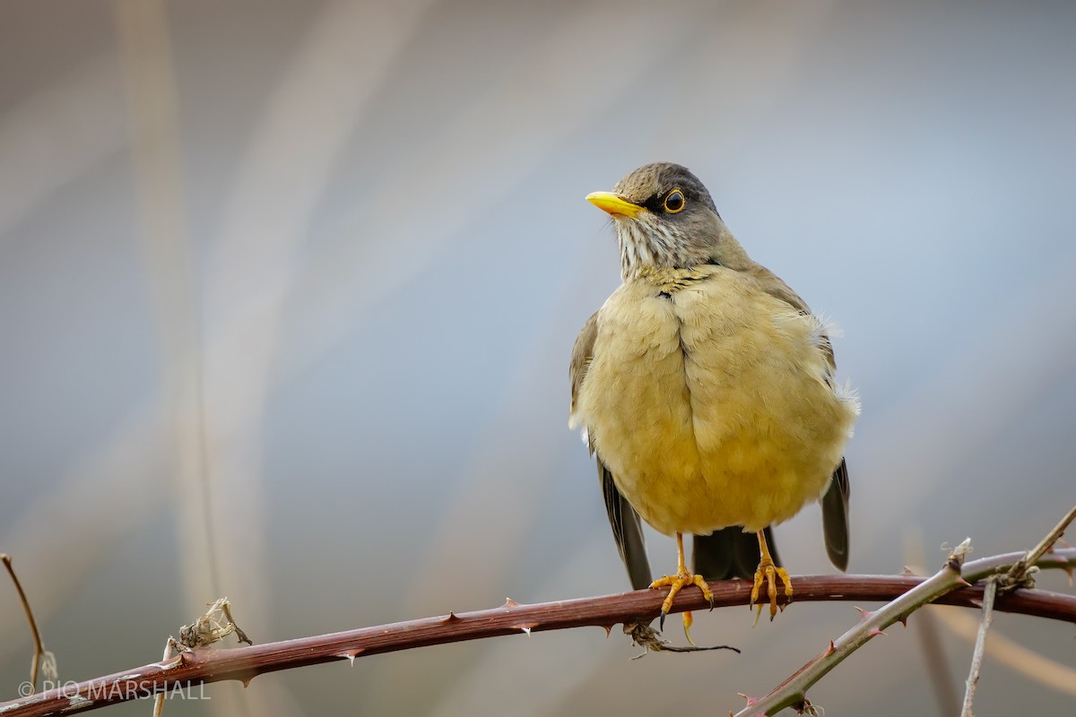 Austral Thrush - ML621575849