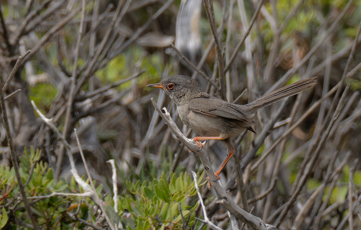 Balearic Warbler - ML621575987