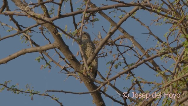 Little Gray Woodpecker - ML621576051