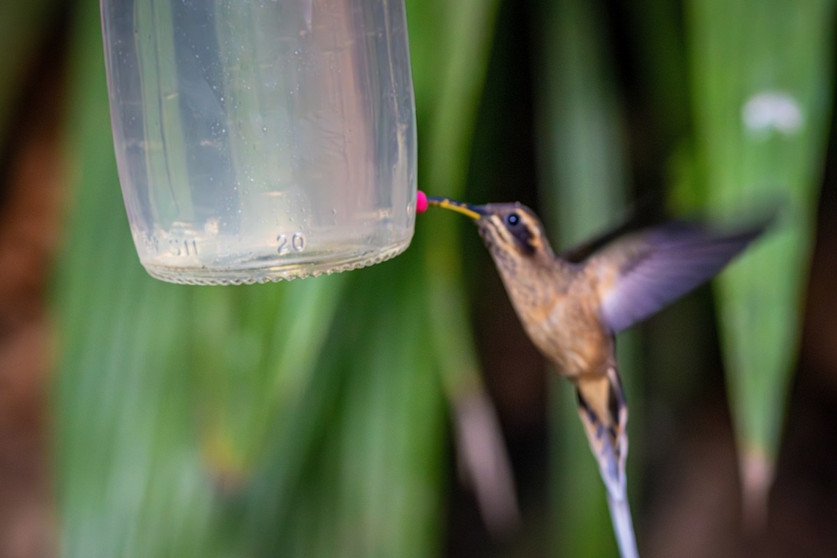 Dusky-throated Hermit - ML621576071