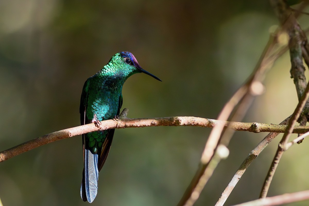 Violet-capped Woodnymph - ML621576097