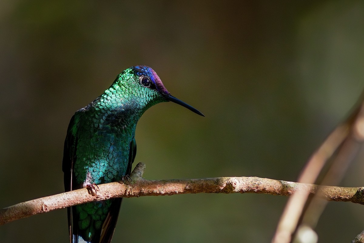 Violet-capped Woodnymph - ML621576099