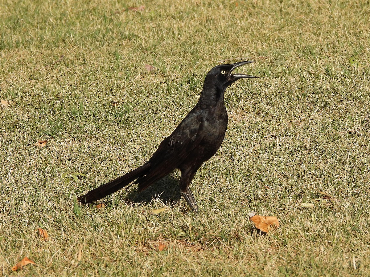 Great-tailed Grackle - ML621576106