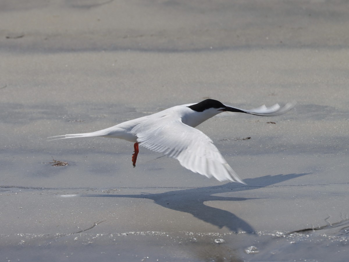 Roseate Tern - ML621576151