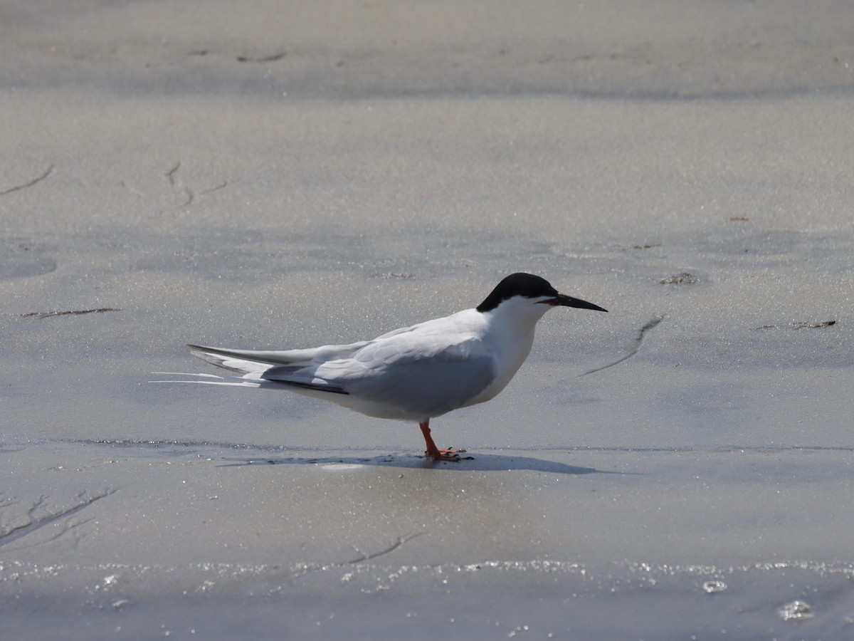 Roseate Tern - ML621576188