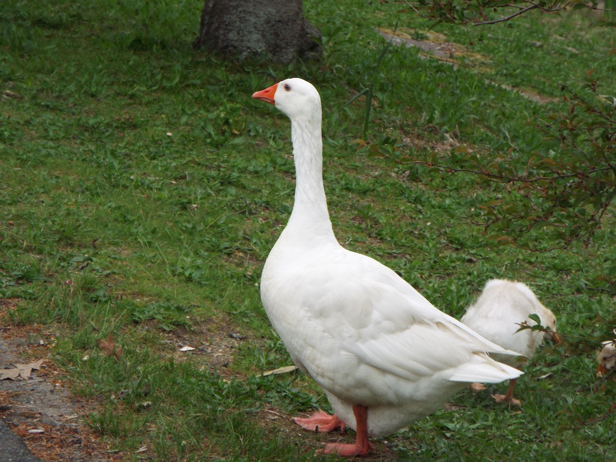 Graylag Goose (Domestic type) - ML621576189