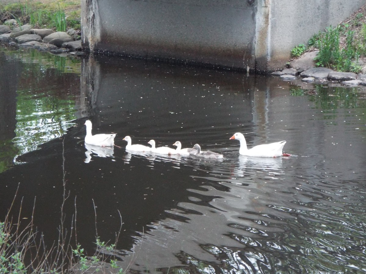 Graylag Goose (Domestic type) - ML621576191