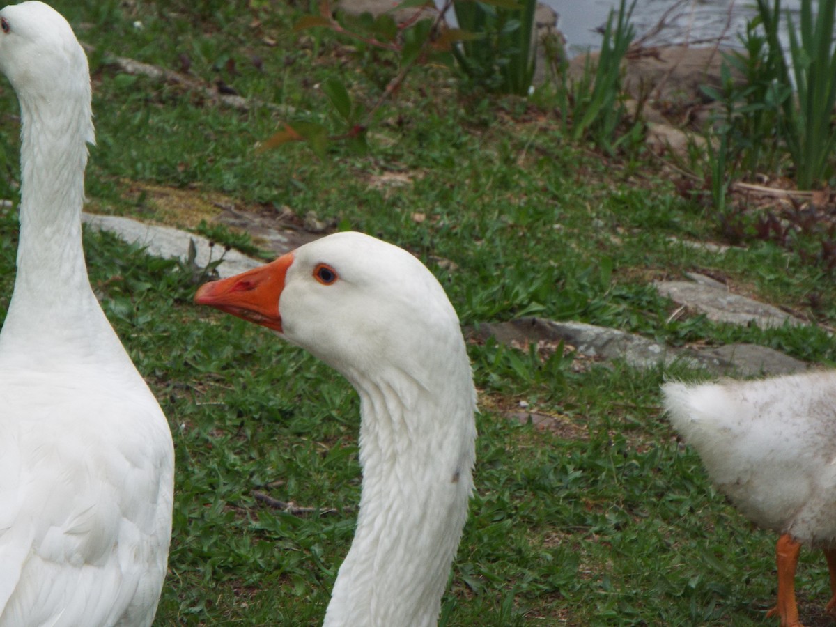 Graylag Goose (Domestic type) - Jonathan Layman