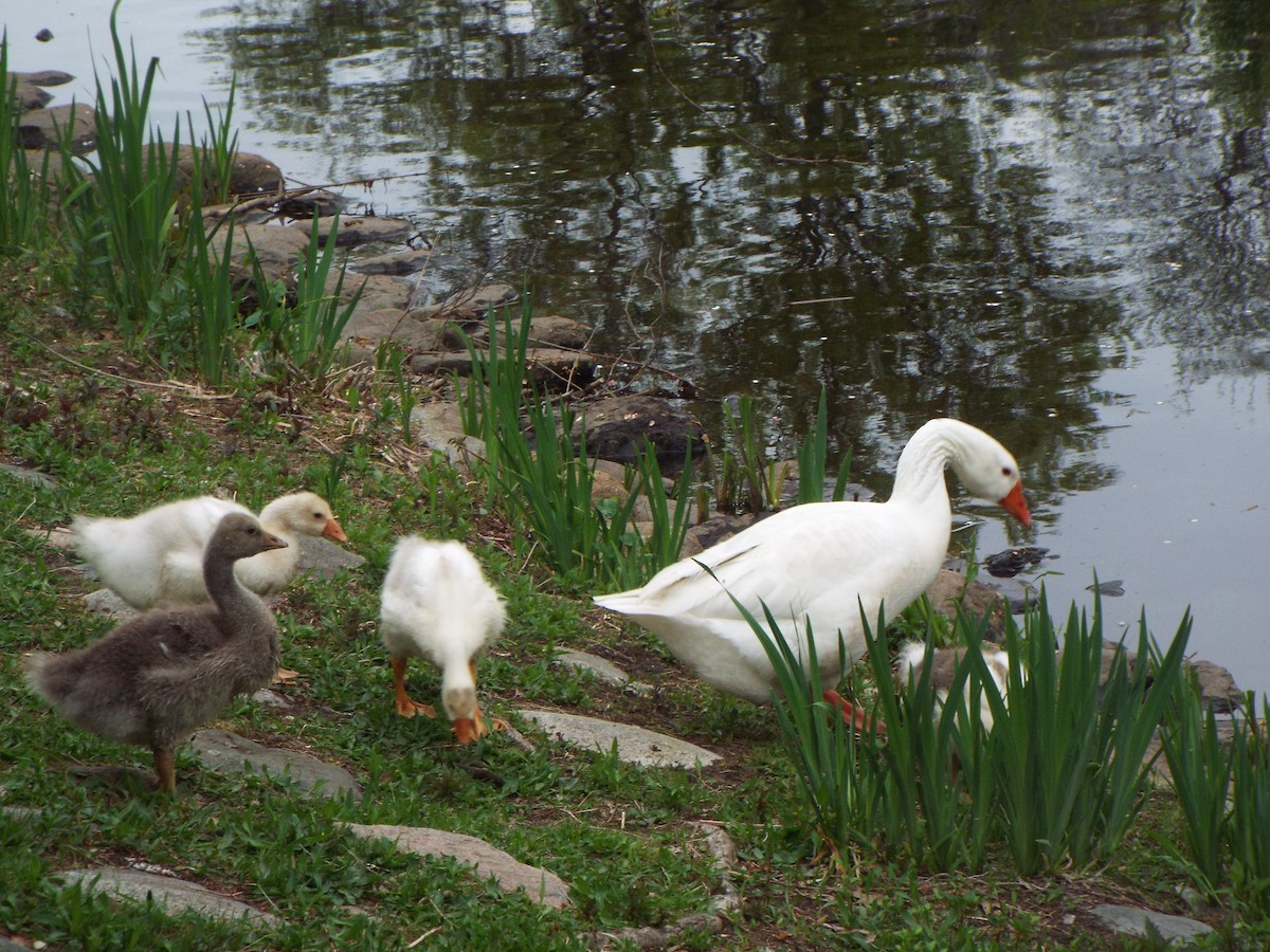 Graylag Goose (Domestic type) - ML621576195