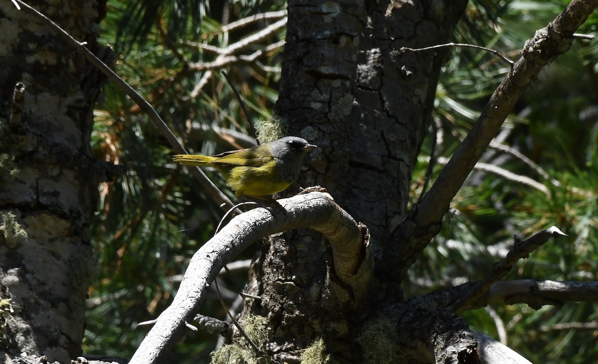 MacGillivray's Warbler - ML621576450