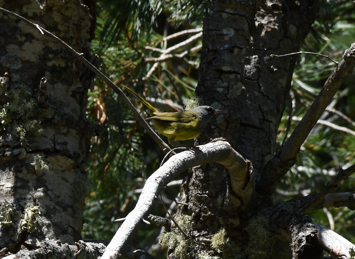 MacGillivray's Warbler - ML621576451