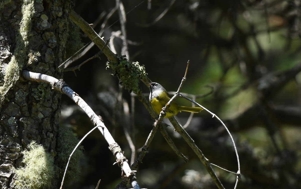 MacGillivray's Warbler - ML621576452