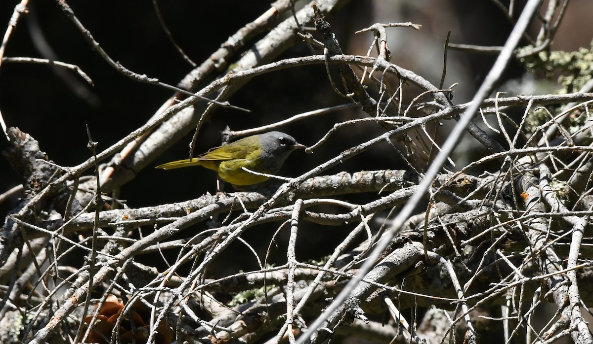 MacGillivray's Warbler - ML621576453