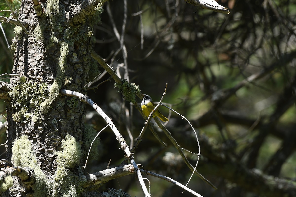 MacGillivray's Warbler - ML621576454