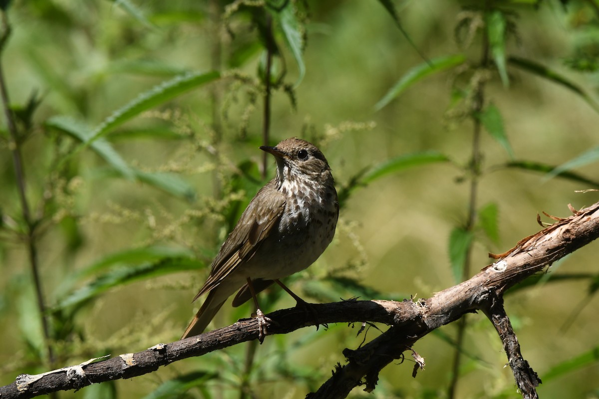 Hermit Thrush - ML621576477