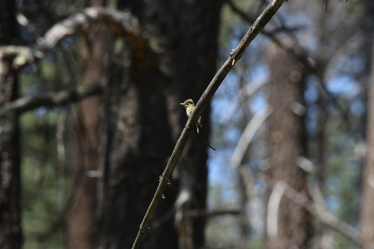 Western Flycatcher (Cordilleran) - ML621576479