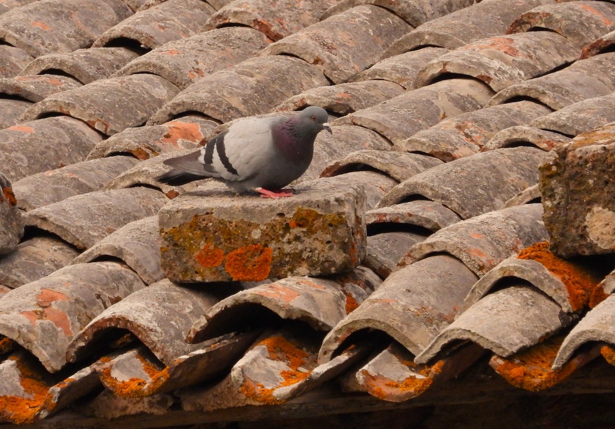Rock Pigeon (Feral Pigeon) - ML621576503