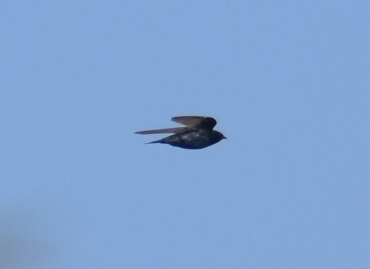 Purple Martin - ML621576506