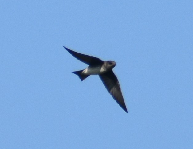 Purple Martin - ML621576508