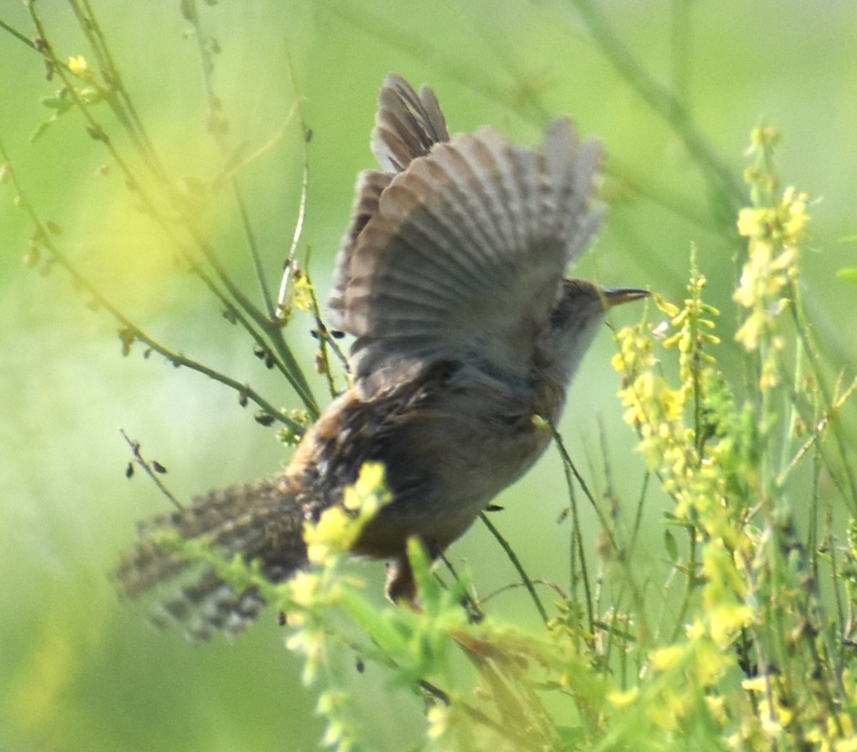 Sedge Wren - ML621576512