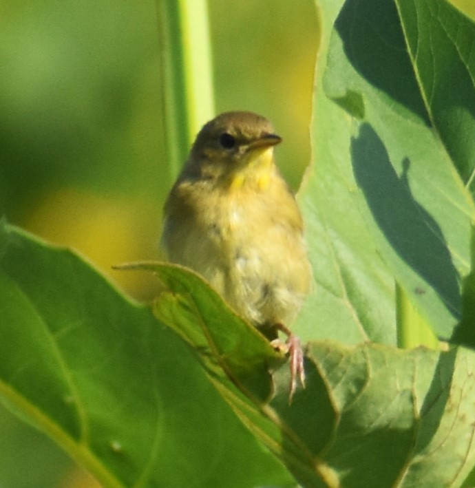 Common Yellowthroat - ML621576550