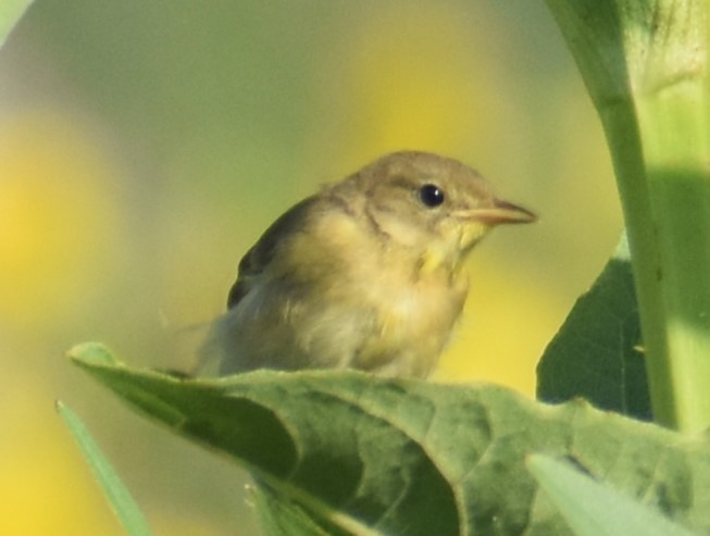 Common Yellowthroat - Luis Munoz