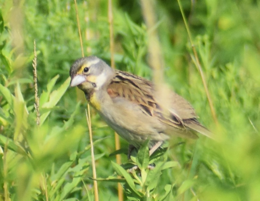 Dickcissel - ML621576576