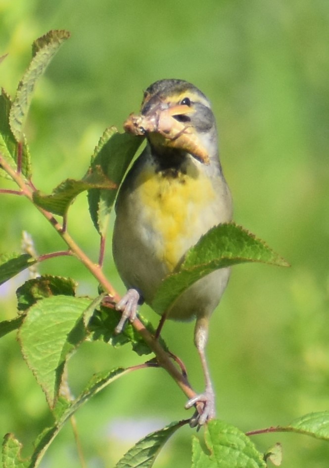 Dickcissel - ML621576580