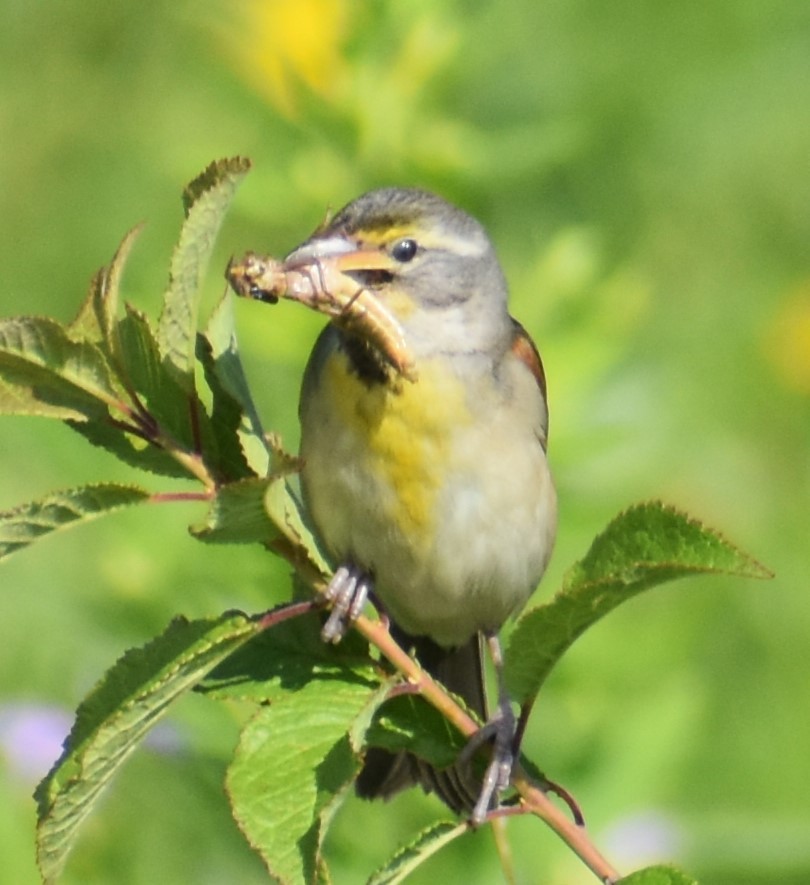 Dickcissel - ML621576592