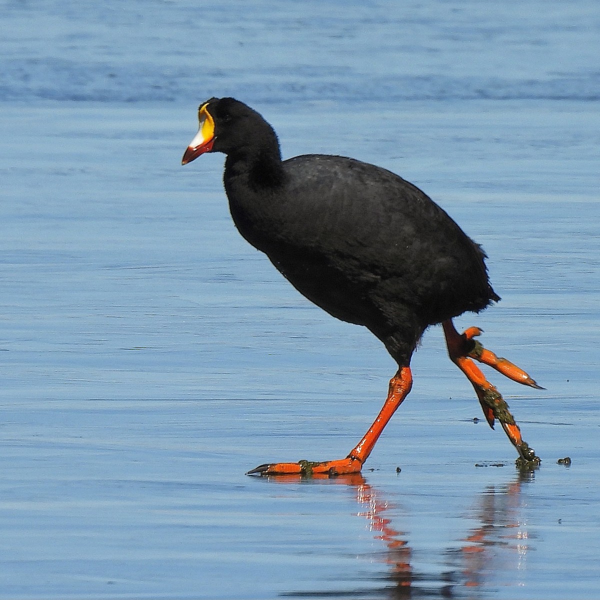 Giant Coot - ML621576602