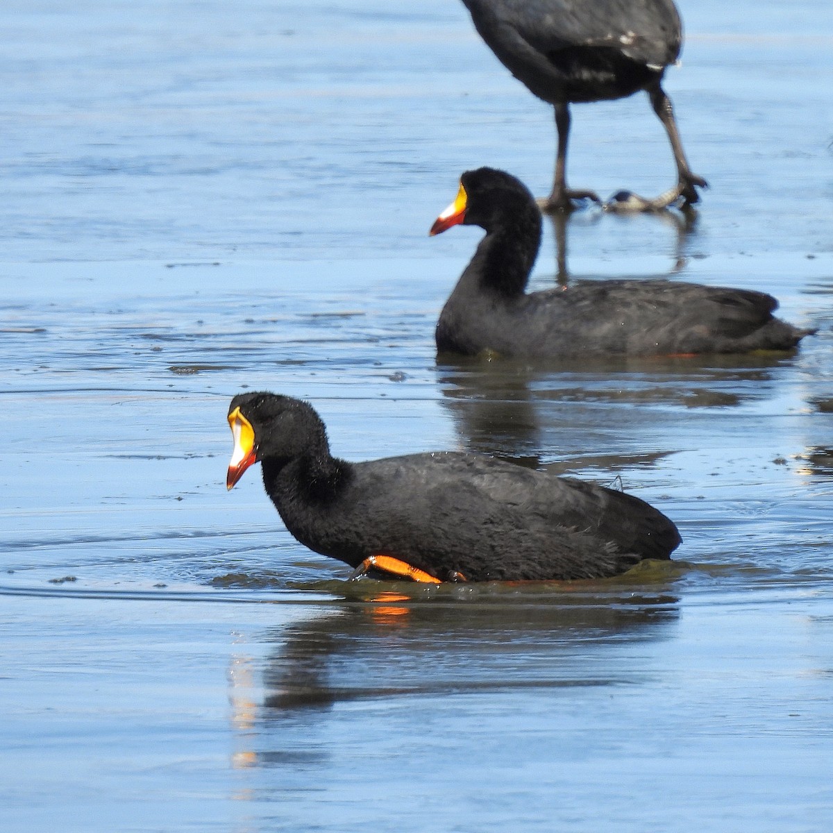 Giant Coot - ML621576603