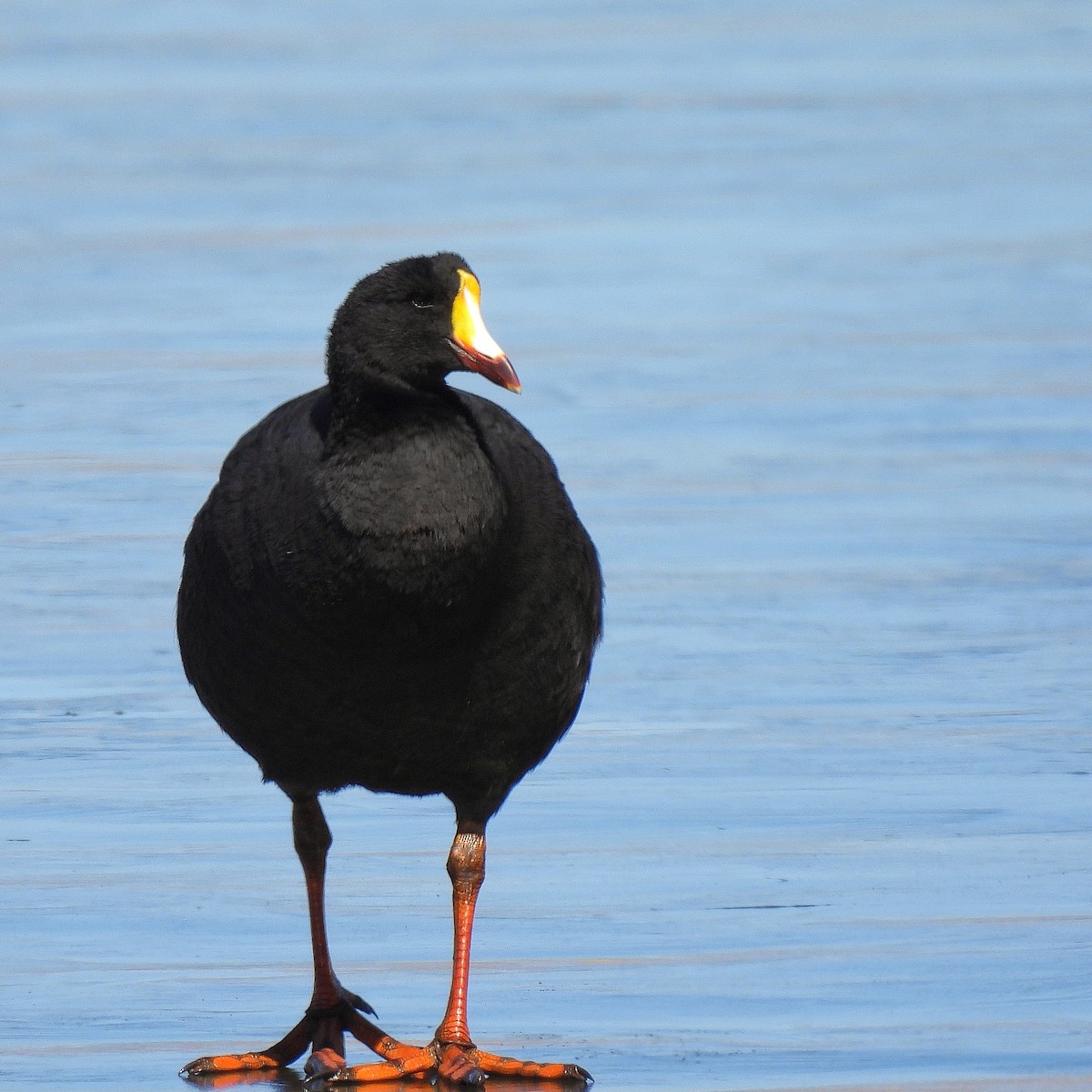 Giant Coot - ML621576604