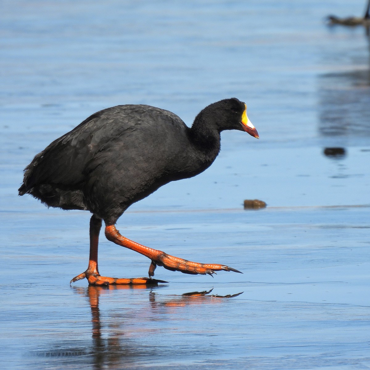 Giant Coot - ML621576606