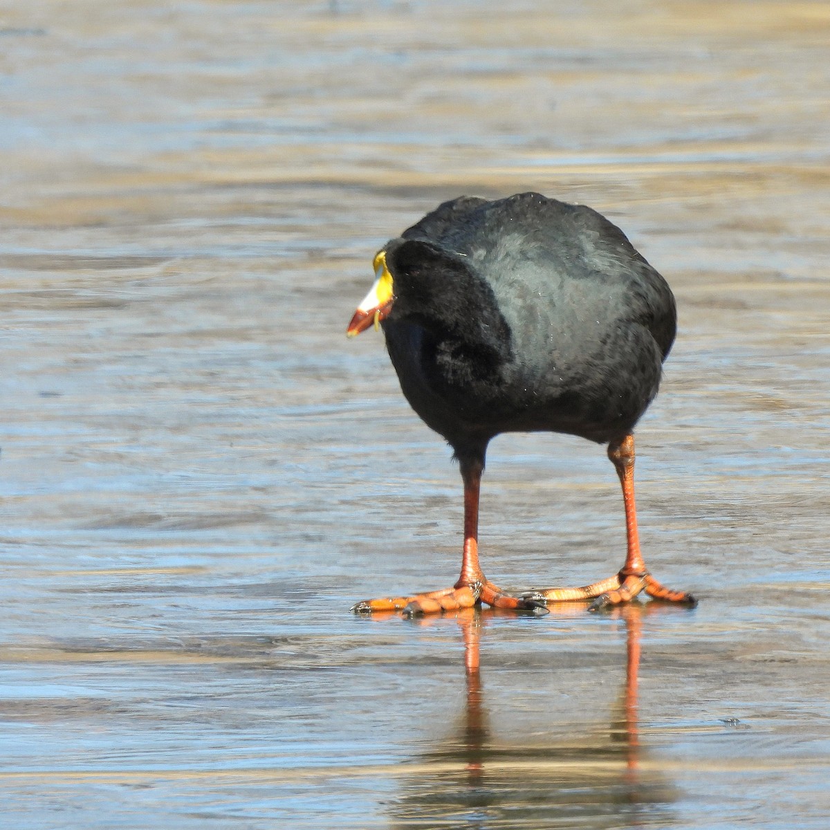 Giant Coot - ML621576607