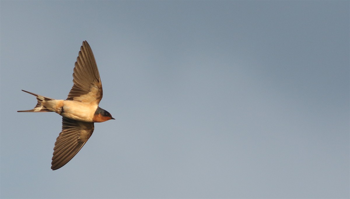 Barn Swallow - Andrew Dreelin