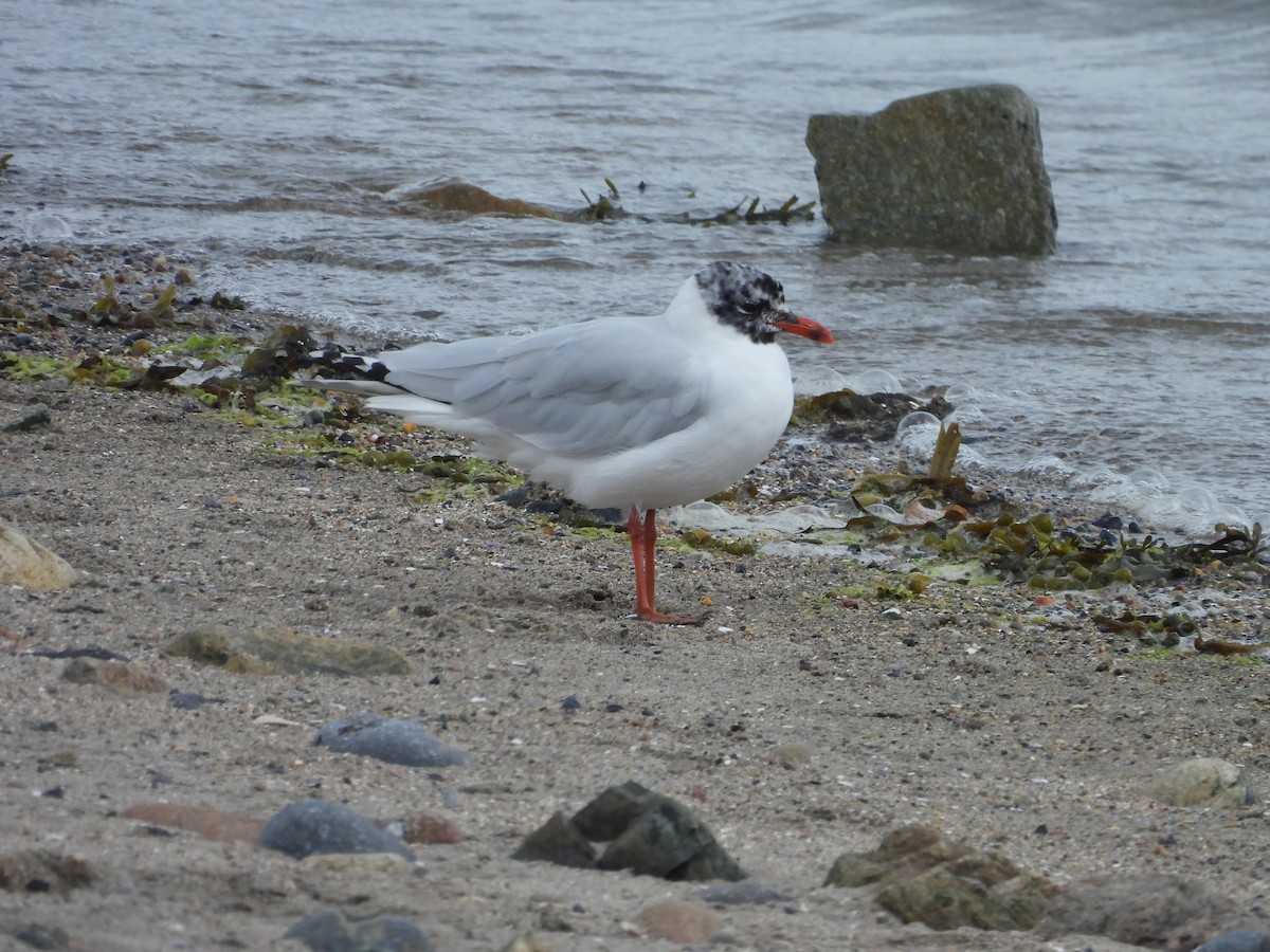 Gaviota Cabecinegra - ML621576735