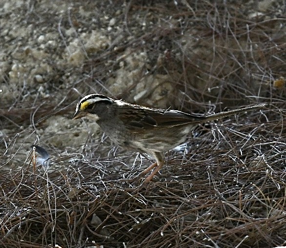 White-throated Sparrow - ML621576898