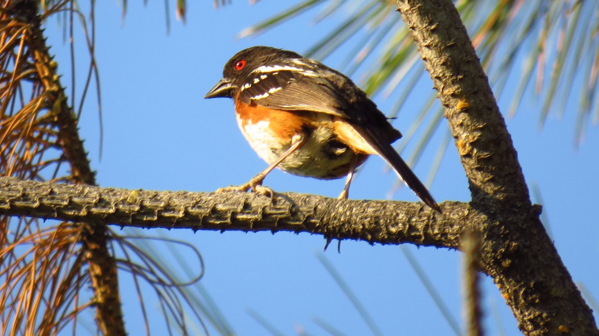 Spotted Towhee - ML621576912