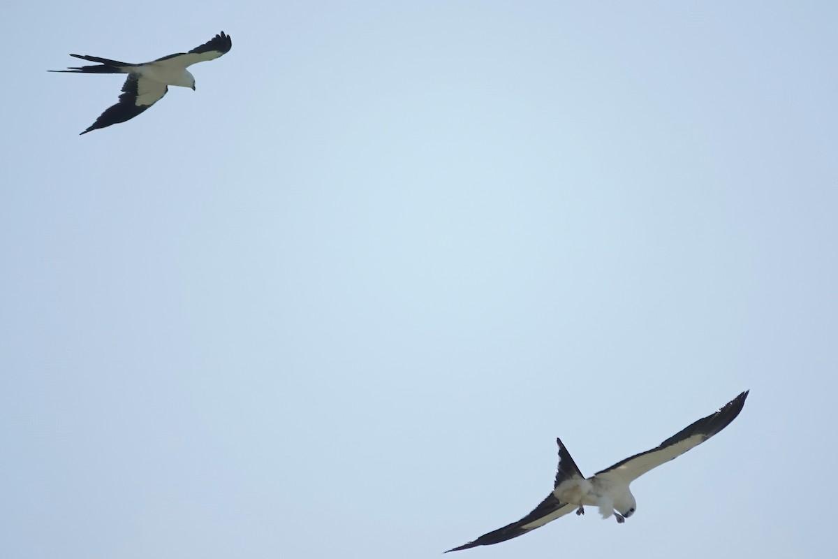 Swallow-tailed Kite - ML621576930