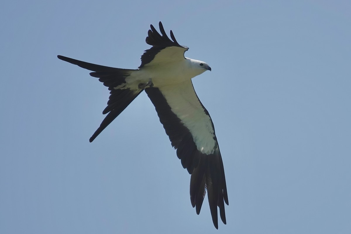 Swallow-tailed Kite - ML621576931