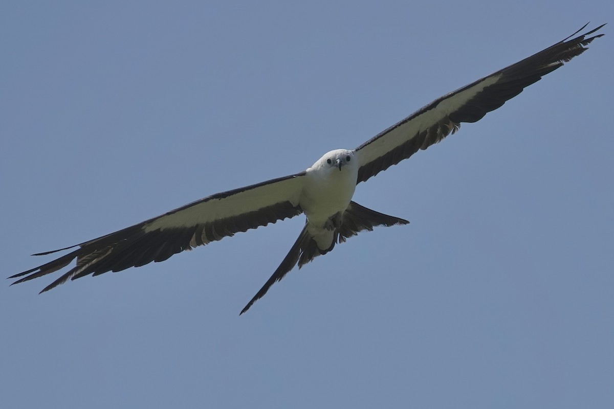 Swallow-tailed Kite - ML621576932