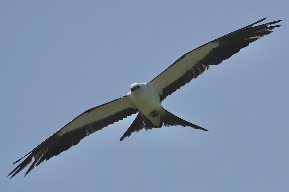 Swallow-tailed Kite - ML621576935