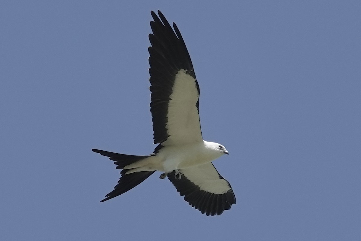 Swallow-tailed Kite - ML621576936