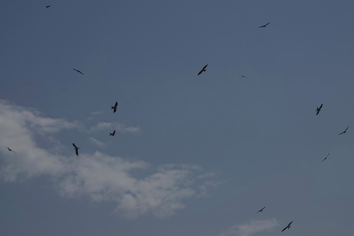 Swallow-tailed Kite - ML621576937